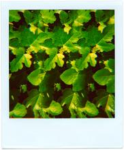 Pola-vibrations 23 - 2008