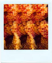 Pola-vibrations 24 - 2008