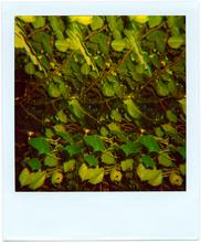 Pola-vibrations 39 - 2008