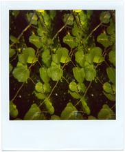 Pola-vibrations 43 - 2008