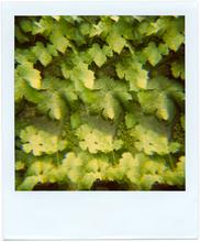 Pola-vibrations 6 - 2008