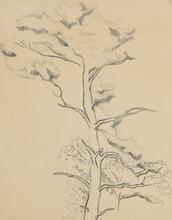 Sans titre, étude pour un arbre, circa 1944-1945