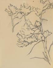 Sans titre, étude d'arbre et son feuillage, circa 1944-1945