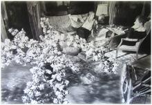 Bouquet seringat, L. Voltaire, C. pouf - 1981