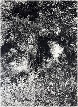 Arbres sur la Garenne, orties devant - 1982