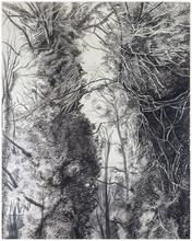 Arbres (Meudon ?) - 1971