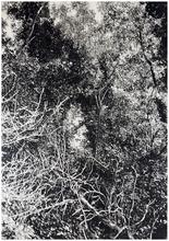 La Cathédrale de verdure (avant EDf !) 1984