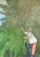 Sur l'escabeau, cueille des cerises - 2013