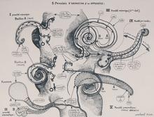 Projet de Carnaval : 5 procédés d'animation d'un appendice - 1964