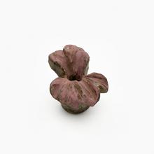 Fleur de géranium rose IX, 1970