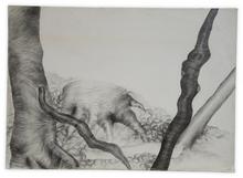 Forêt - 1969