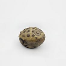 Crapaud jaune, 1971