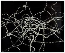 Trace d'escargots — 1976