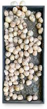 Escargots — 1970