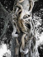 elephant tree — 2009