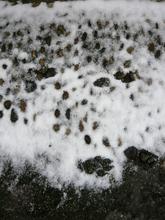 neige baz calade — 2010