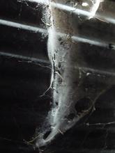spider web form — 2008