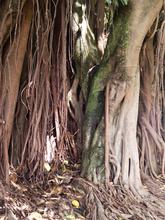 banyan Brasilia — 2016