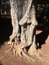 stylish tree trunk — 2018