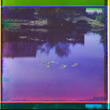 Water lilies. 