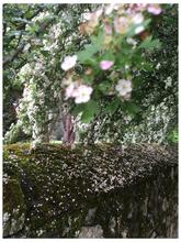 spring rain — 2020