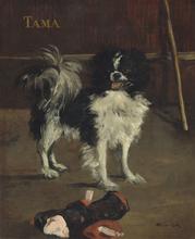 Tama, le chien japonais