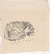 Chat enroulé et dormant