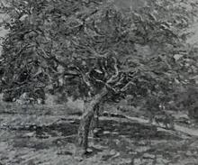 Arbres en Ile-de-France