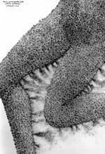 Anne : genoux-pubis (collant-sporulant)