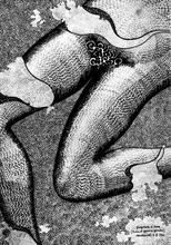 Fragments d'Anne (Pubis et genoux gauche)
