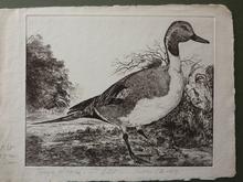 Canard pilet , deuxième état 