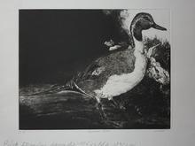 Canard pilet, dernier état