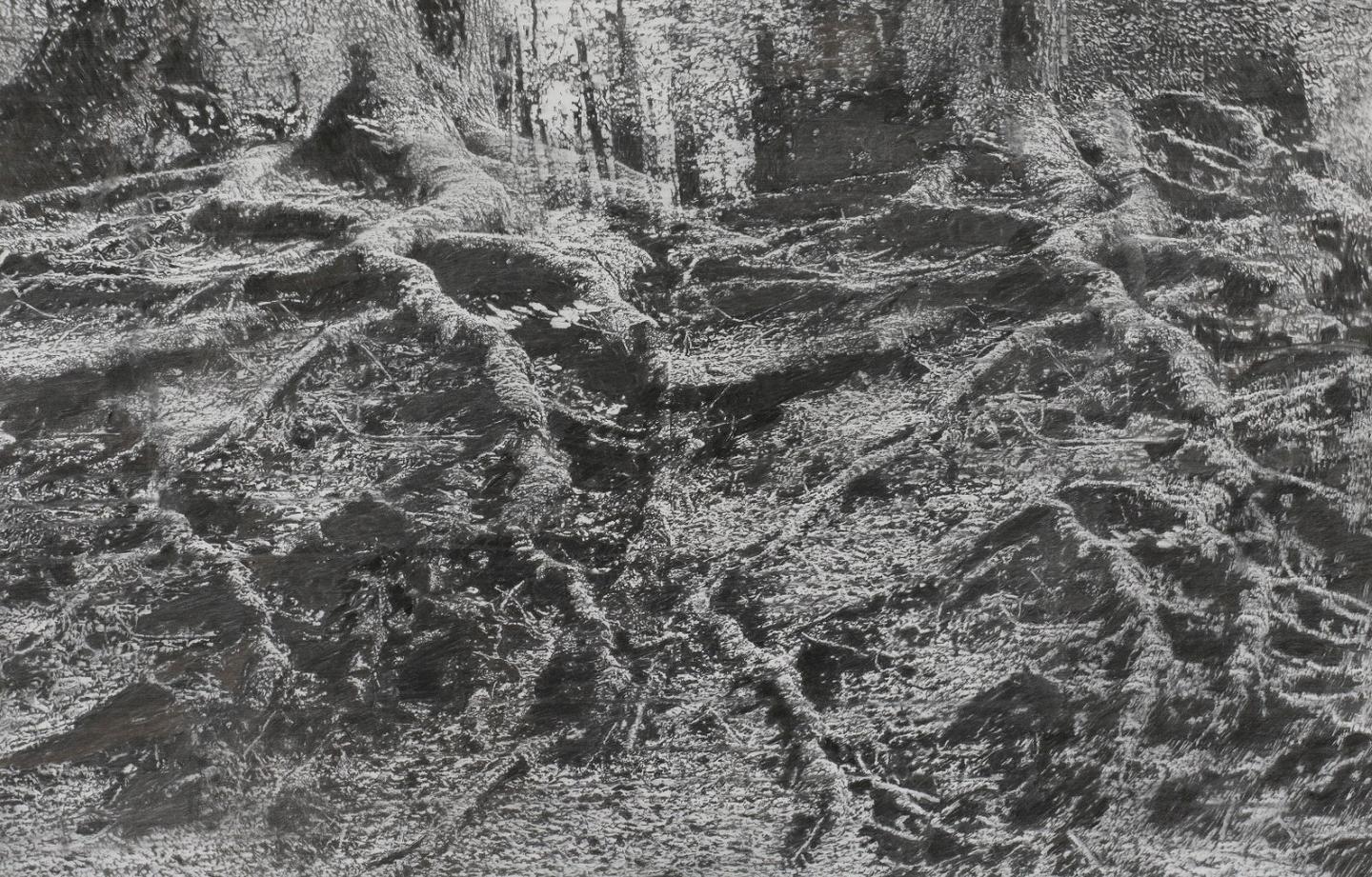 Alain Huck, Twin Roots, 2013, fusain sur papier