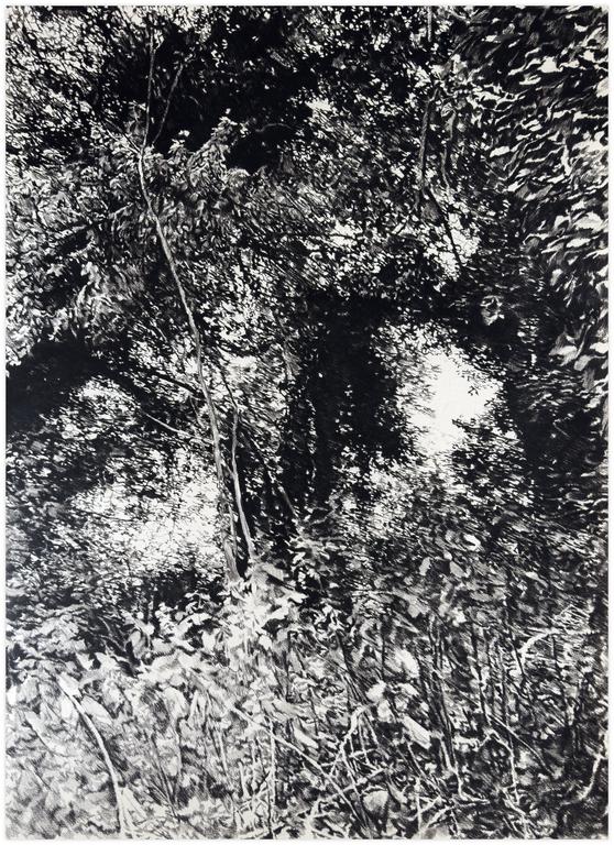 Claude Grobéty, Arbres sur la Garenne, orties devant - 1982