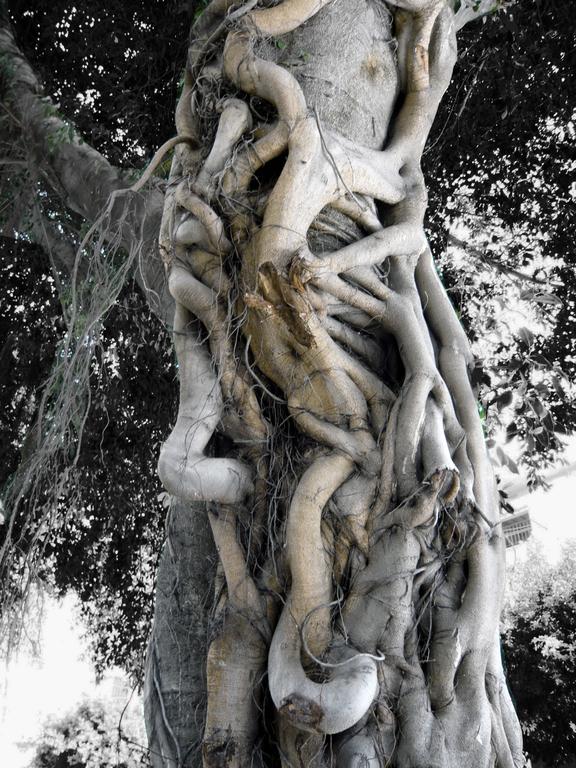 Catalogue raisonné, Daniel Boursin, elephant tree — 2009