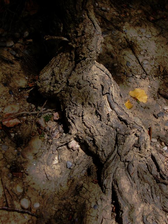 Catalogue raisonné, Daniel Boursin, le penseur racine — 2013