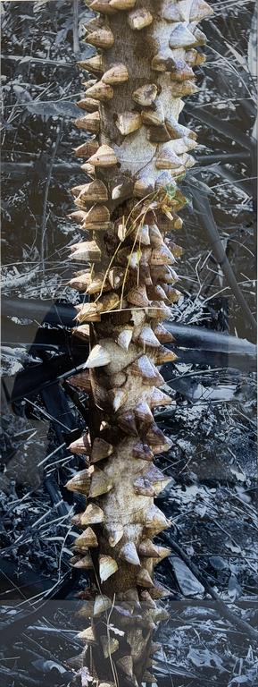 Catalogue raisonné, Daniel Boursin, pochote — 2017