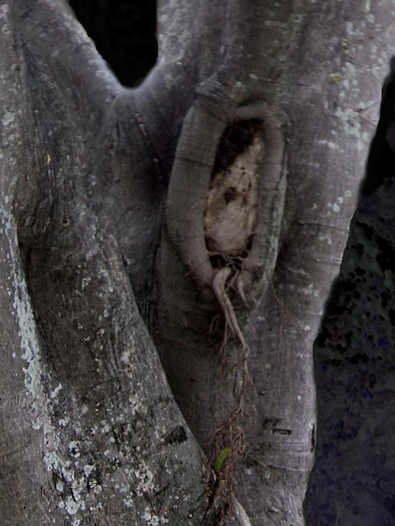 Catalogue raisonné, Daniel Boursin, venez tree eye — 2005