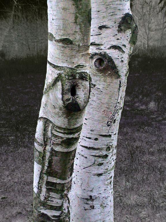 Catalogue raisonné, Daniel Boursin, regard 2 bouleaux — 2009