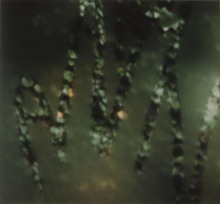 Catalogue raisonné, Bernadette Delrieu, Main végétal n°02 - 1993