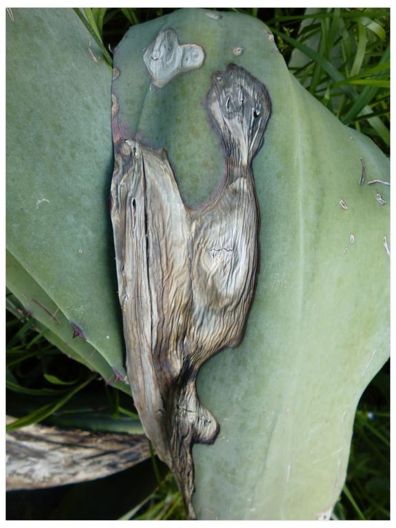 Catalogue raisonné, Daniel Boursin, Aloe-cacatoes — 2016