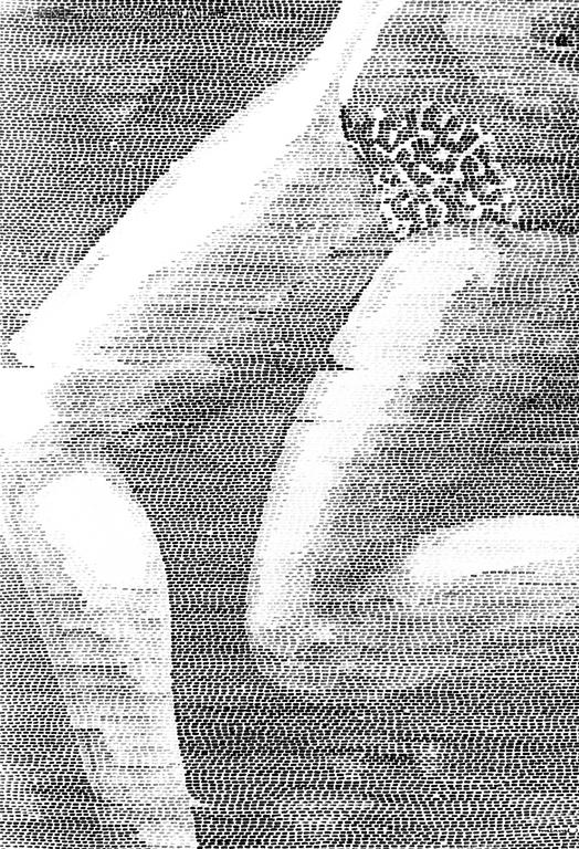 Catalogue raisonné, Robert Malaval, Anne : Genoux gauche - pubis (gagnés sur la nuit)