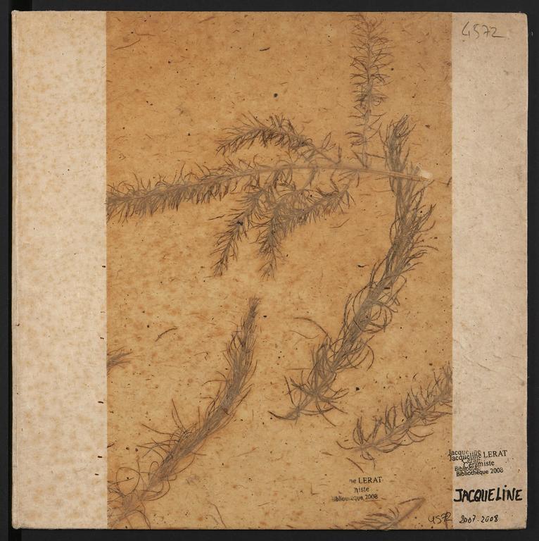 Catalogue raisonné, Jean & Jacqueline Lerat, Carnet de Jacqueline Lerat 4572 — 2007 - 2008