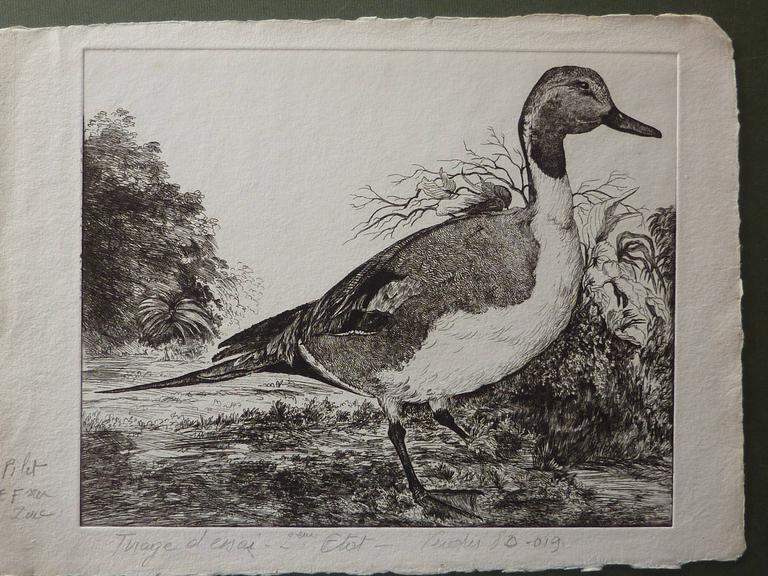 Catalogue raisonné, , Canard pilet , deuxième état 