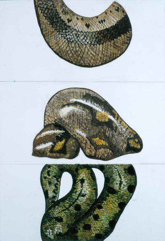 Catalogue raisonné, Brigitte Moreau Serre, Etude de serpent