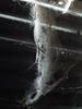 daniel Boursin, spider wed form 2, 2008