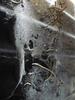 spider web form — 2008