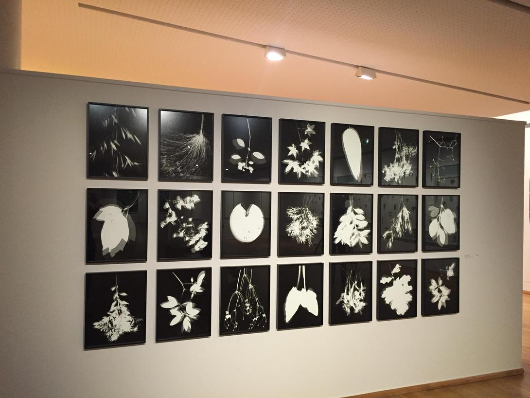 Henri Foucault, Photographier les jardins de Monet vue 7